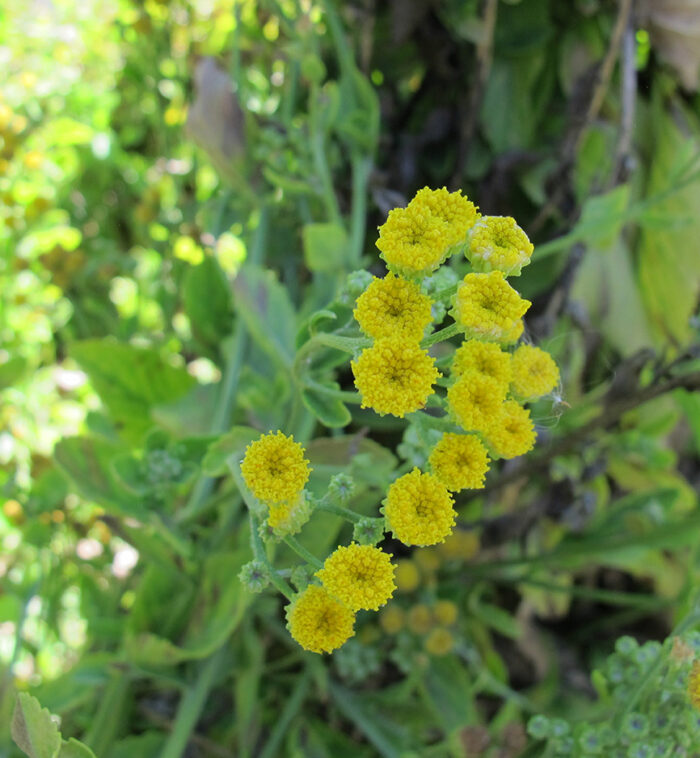 Costmary (Geranio Menta) Olio Essenziale - immagine 2