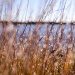 Coumarin Natural Isolate