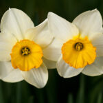 Narcissus Absolute