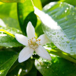 Egyptian Orange Flower
