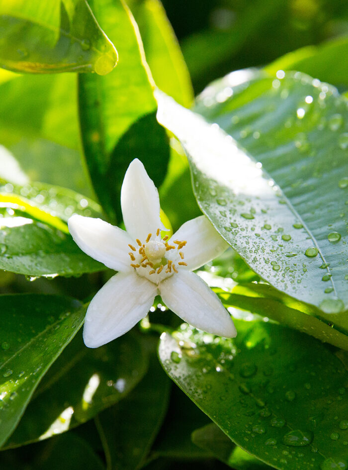 Egyptian Orange Flower