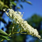 Elderflower CO2