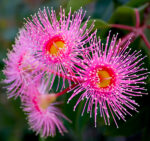 eucalyptus olida