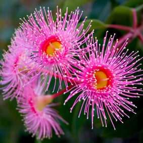 eucalyptus olida