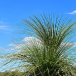 Fire tree essential oil