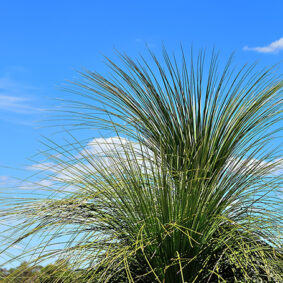 Fire tree essential oil