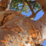 Frankincense Serrata