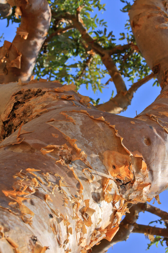 Frankincense Serrata