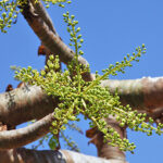 Frankincense Serrata CO2