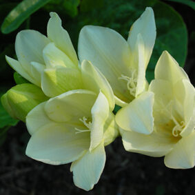 Freesia Extrait from Enfleurage