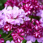 French Rose Geranium Essential Oil