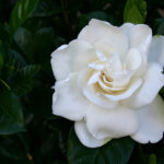 Gardenia absolute