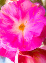 Georgian Rose Otto