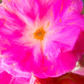 Georgian Rose Otto