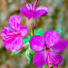 Geranium macrorrhizum