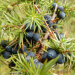 Gin Dry Juniper Absolute