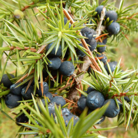 Gin Dry Juniper Absolute