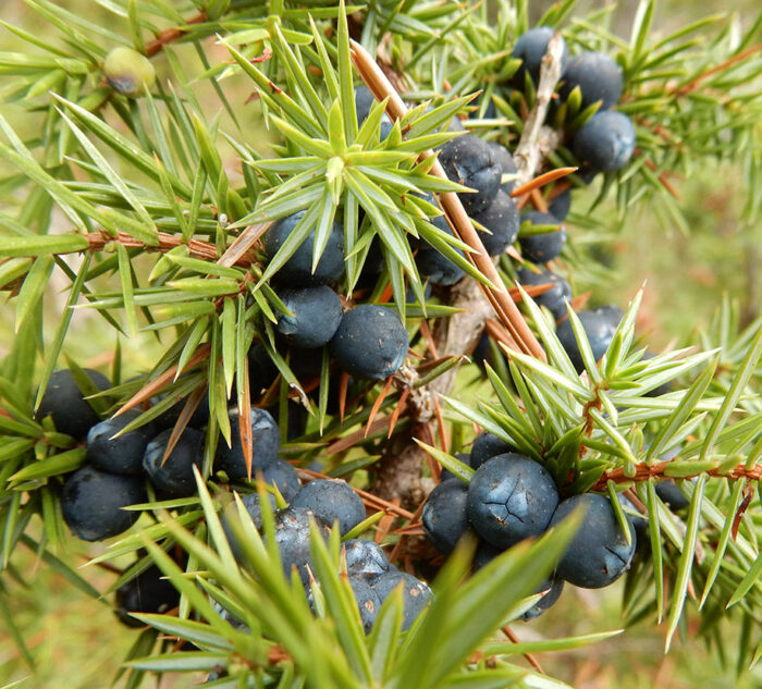 Gin Dry Juniper Absolute