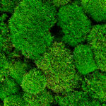 Muschio Di Quercia Verde (IFRA 48) Assoluta