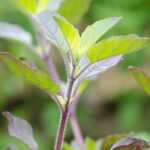 Basil Holy essential oil