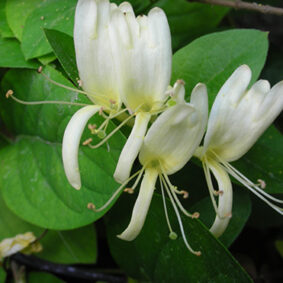 Honeysuckle Extrait from Enfleurage