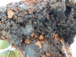 Hyraceum Absolute 40% - immagine 4