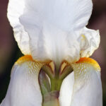 Iris Toscano Assoluta 50% (8% Ironi)