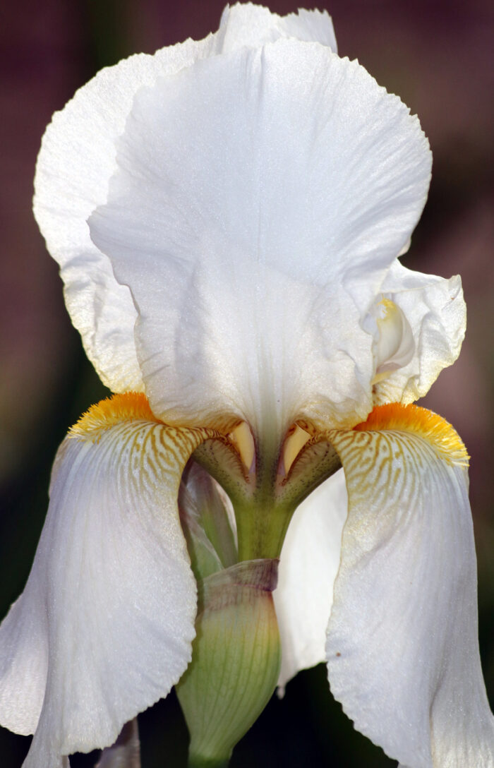 Iris Toscano Assoluta 50% (8% Ironi) - immagine 1