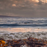 Irish Seaweed Absolute