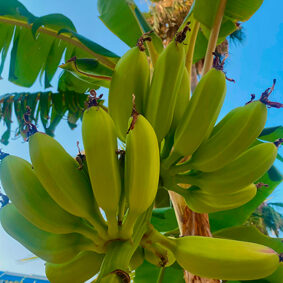 Iso Amyl Acetate 50% Natural Isolate (Banana)