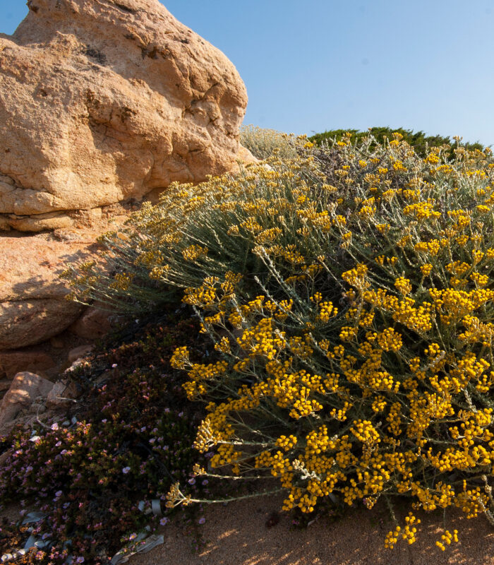 Helichrysum Absolute