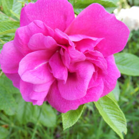 Rose Otto