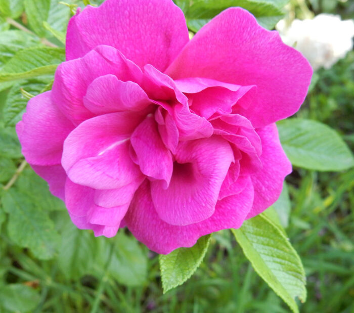 Rose Otto