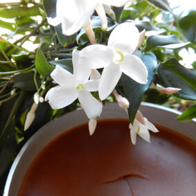 Jasmine Concrete