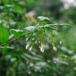 Jasmine auriculatum absolute