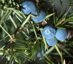 Ginepro Bacche Assoluta 50% - immagine 2