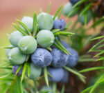 Juniper Berries Absolute