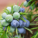 Juniper Berries Absolute