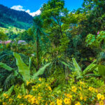 Katrafay Essential Oil