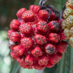 Kewra Flower Essential Oil