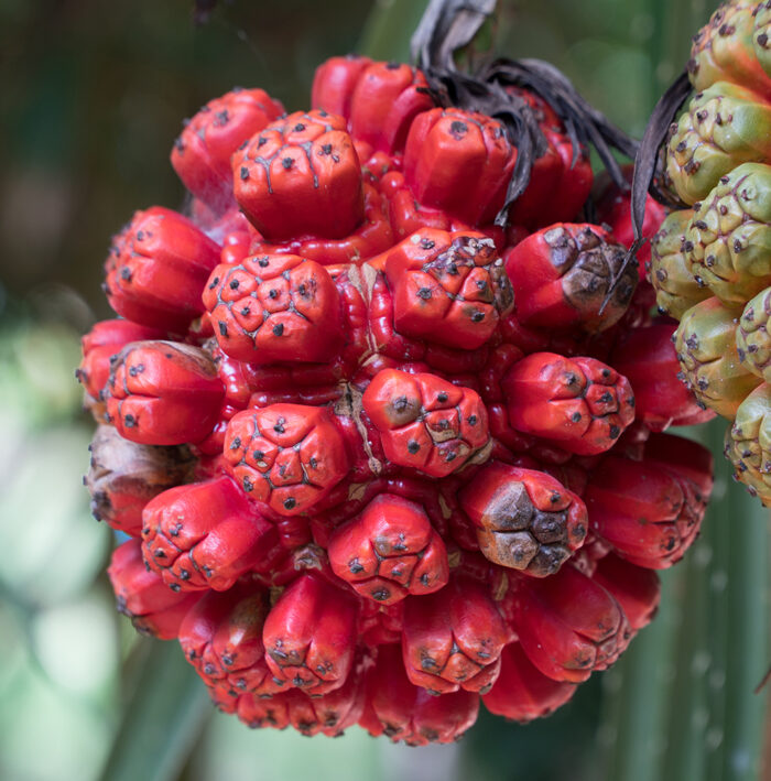 Kewra Flower Essential Oil