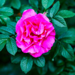 Rosa Kushui Olio Essenziale - Signature Gold