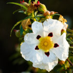 Labdanum Resin Absolute Super Premium