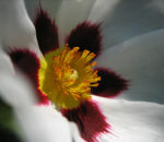 Labdanum Absolute