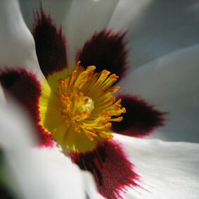 Labdanum Absolute