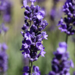 Lavandin Absolute