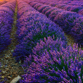 Lavender CO2