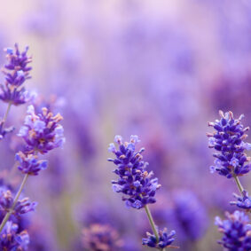 Lavender Organic Essential Oil