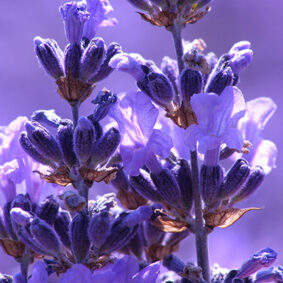 Lavender Absolute