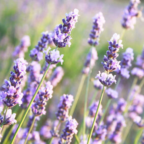 Lavender Concrete